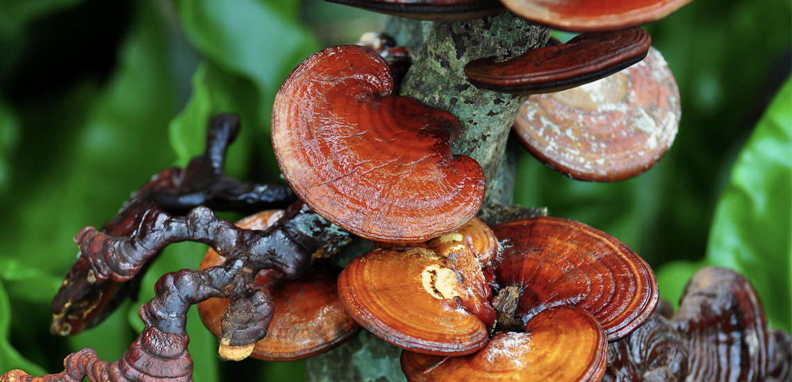 ¿Conoces el reishi y el shiitake?