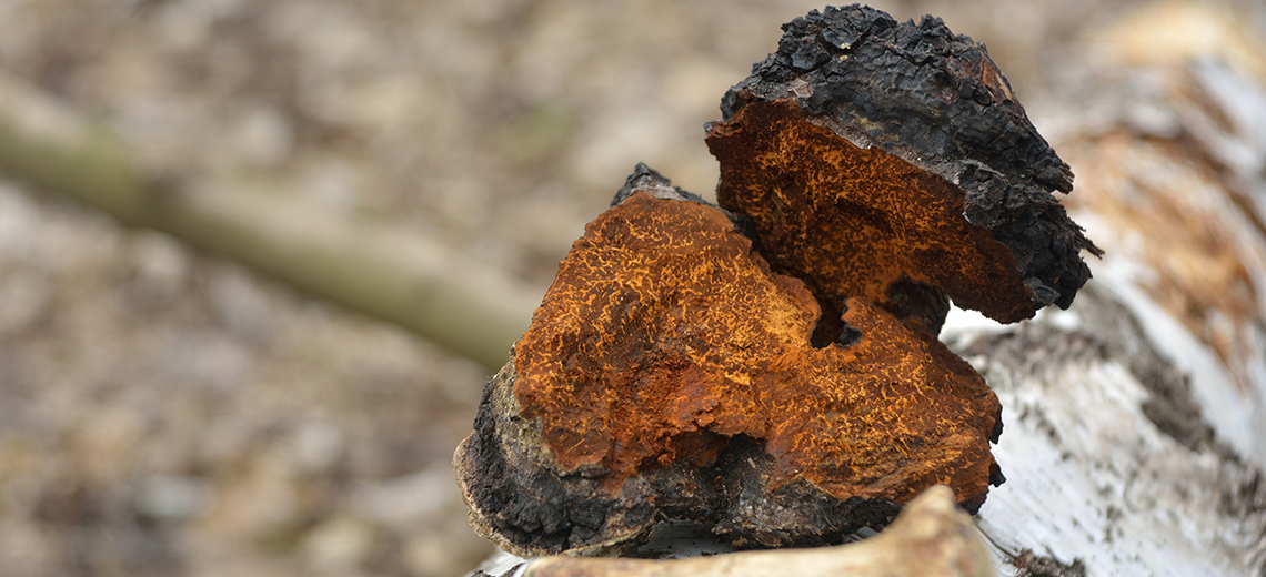 Chaga Silvestre (Inonotus obliquus): el hongo parásito del abedul